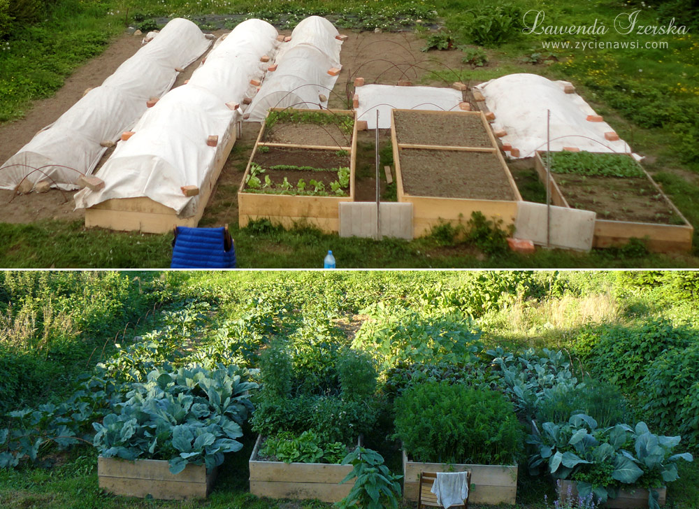 planowanie ogrodu warzywnego