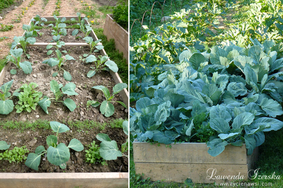 planowanie ogrodu warzywnego