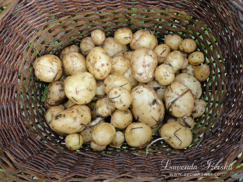 Uprawa ziemniaków pod słomą